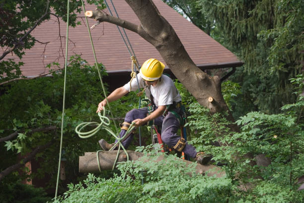 Trusted Innsbrook, VA Tree Removal Services Experts